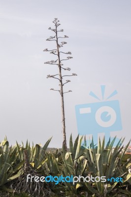 Agave Americana Cactus Plant Stock Photo