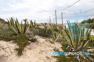 Agave Cactus Plant On Sand Dunes Stock Photo