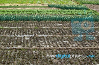 Agricultural crops Stock Photo