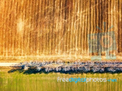 Agricultural Fields. Top View. Dirt Rural Road And Birch Alley Stock Photo