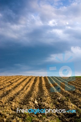 Agricultural Landscape Stock Photo