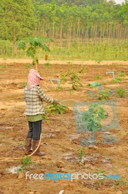 Agriculture Stock Photo