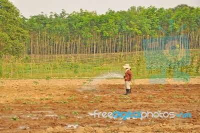 Agriculture Stock Photo