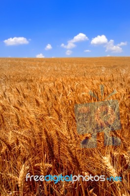 Agriculture Stock Photo