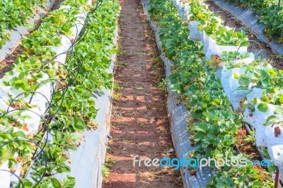 Agriculture Farm Of Strawberry Field Stock Photo
