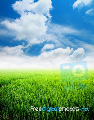 Agriculture Paddy Field Stock Photo