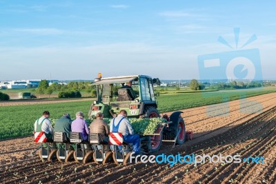 Agriculture - Tractor Sowing Salad Stock Photo Agriculture - Tractor Sowing Salad Stock Photo