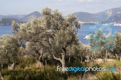 Agriculture With Olive Trees Stock Photo