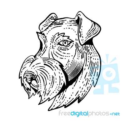 Airedale Terrier Head Etching Black And White Stock Image