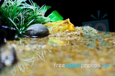 Albino Ceratophrys Ornata Or Pacman Frog Stock Photo