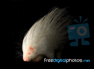 Albino Porcupine In The Dark Stock Photo