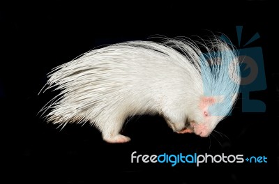 Albino Porcupine Isolated Stock Photo