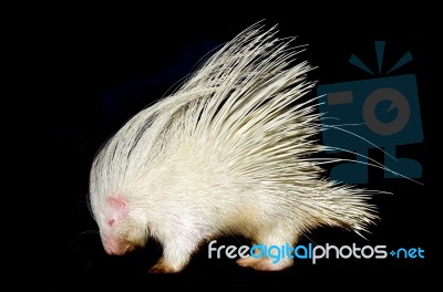 Albino Porcupine Isolated Stock Photo