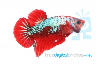 Alert Betta Fighting Fancy Fish On White Background Stock Photo