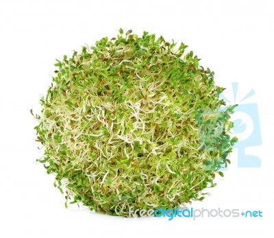 Alfalfa Sprouts On White Background Stock Photo