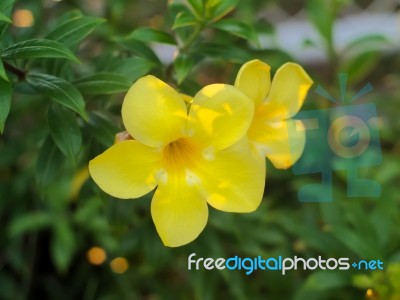 Allamanda Cathartica Or Golden Trumpet Vine Stock Photo