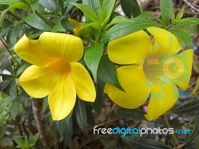 Allamanda Flower Stock Photo