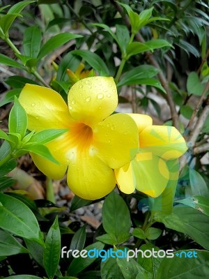 Allamanda Flower Stock Photo