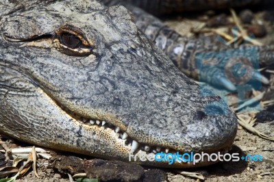 Alligator Stock Photo