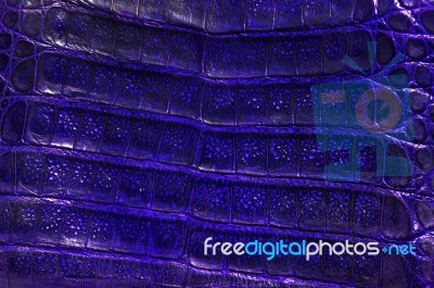 Alligator Leather Stock Photo