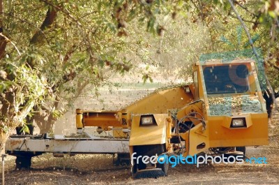 Almond At The Harvest Time. California, Usa Stock Photo