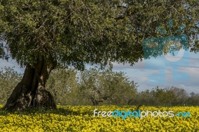 Almond Orchard In A Field Of Yellow Flowers Stock Photo
