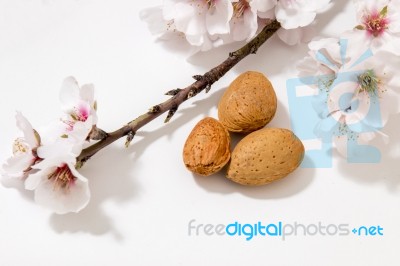 Almond Tree Branch And Almonds Stock Photo