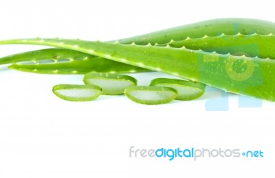 Aloe Vera Stock Photo