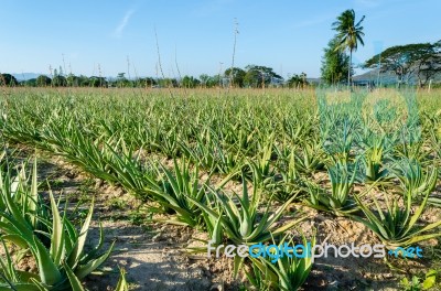 Aloe Vera Plantation Stock Photo