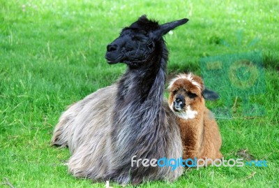 Alpaca Family Stock Photo
