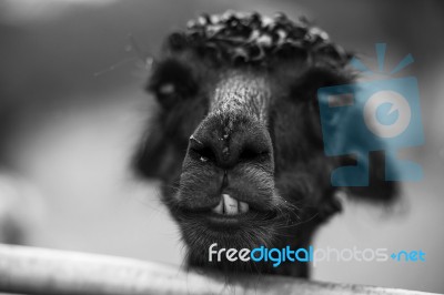 Alpaca In A Field. Black And White  Stock Photo