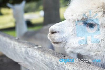 Alpacas In A Field Stock Photo