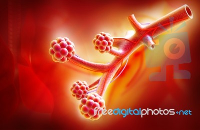 Alveoli Stock Image
