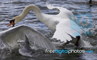 Amazing Expressive Picture With The Swans And A Gull Stock Photo