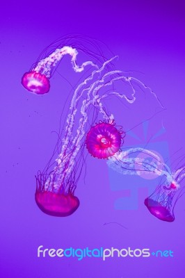Amazing Four Jellies Stock Photo
