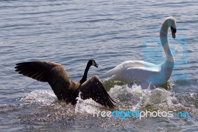 Amazing Image Of The Small Canada Goose Attacking The Swan On The Lake Stock Photo