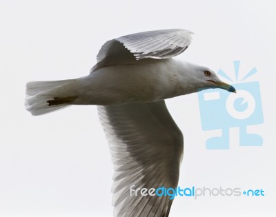 Amazing Isolated Photo Of The Gull In Flight Stock Photo