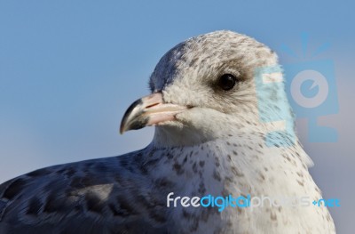 Amazing Isolated Picture Of A Cute Gull Stock Photo