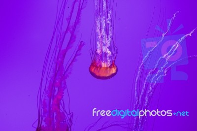 Amazing Jellyfish Stock Photo