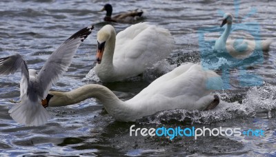 Amazing Moment With A Swan Caught A Gull Stock Photo