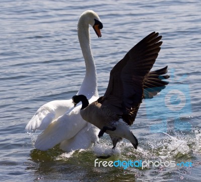 Amazing Photo Of The Canada Goose Attacking The Swan Stock Photo