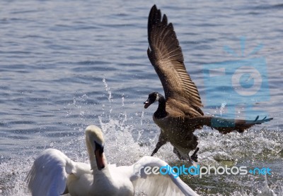 Amazing Photo Of The Canada Goose Chasing The Swan Stock Photo Amazing Photo Of The Canada Goose Chasing The Swan Stock Photo