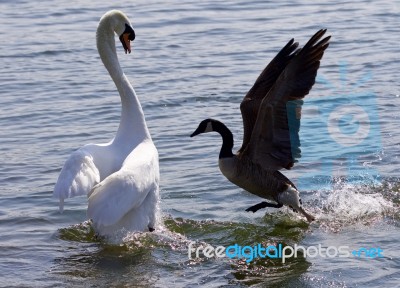 Amazing Photo Of The Epic Fight Between The Canada Goose And The Swan Stock Photo Amazing Photo Of The Epic Fight Between The Canada Goose And The Swan Stock Photo