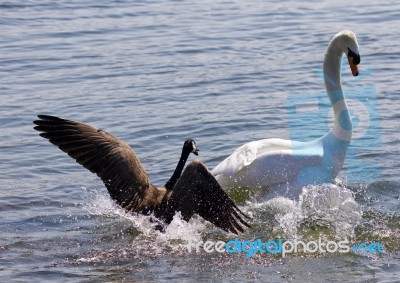 Amazing Photo Of The Small Canada Goose Attacking The Swan On The Lake Stock Photo