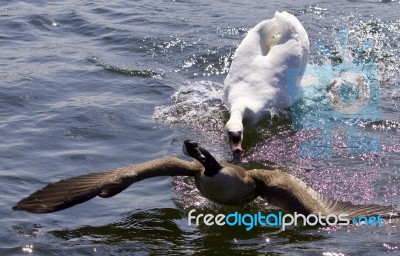 Amazing Picture With An Angry Swan Attacking A Canada Goose Stock Photo