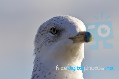 Amazing Portrait Of A Cute Beautiful Gull Stock Photo