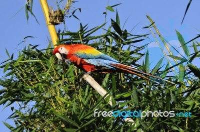 Amazonian Macaw - Ara Ararauna In Front Of A Blue Sky Stock Photo