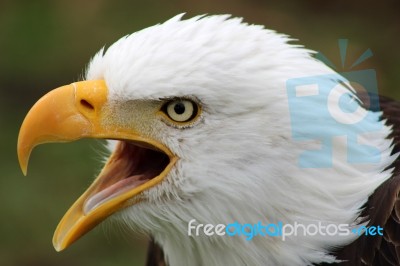 American Bald Eagle Calling Stock Photo