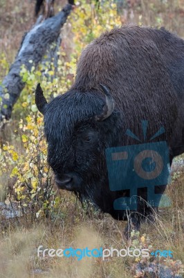 American Bison (bison Bison) Stock Photo