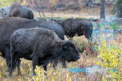 American Bison (bison Bison) Stock Photo American Bison (bison Bison) Stock Photo